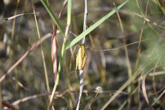 Paraidemona