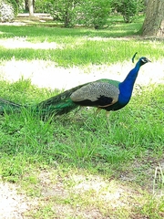 Pavo cristatus