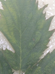 Epitrimerus gibbosus