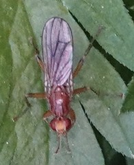 Norellisoma spinimanum