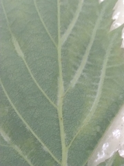 Epitrimerus gibbosus