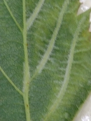 Epitrimerus gibbosus