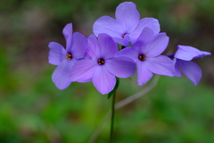 Phlox stolonifera