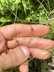 Ranunculus micranthus