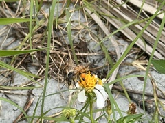 Apis mellifera