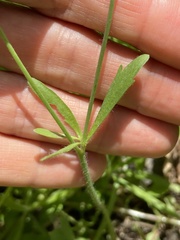 Ranunculus micranthus
