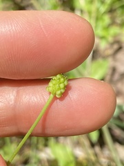 Ranunculus micranthus