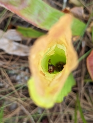 Exyra semicrocea