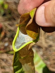 Exyra semicrocea