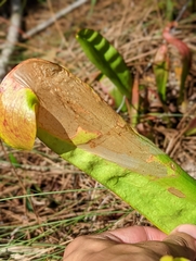 Exyra semicrocea