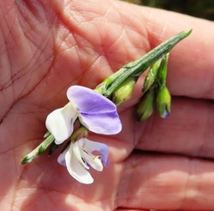 Psoralea pullata