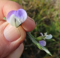 Psoralea pullata