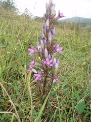 Gentianella praecox