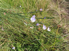 Psoralea pullata