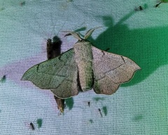 Cicinnus melsheimeri