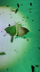 Cicinnus melsheimeri