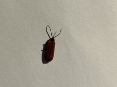 Dictyoptera