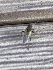 Heterogaster urticae