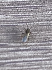 Heterogaster urticae
