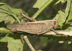 Schistocerca impleta