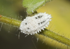 Phenacoccus solenopsis