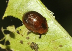 Plagiodera thymaloides