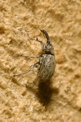 Trichopterapion holosericeum