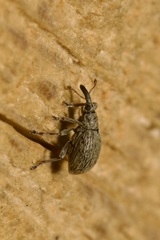 Trichopterapion holosericeum