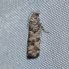 Retinia gemistrigulana