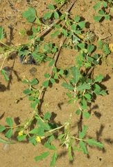 Medicago laciniata