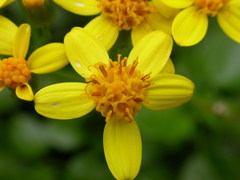 Senecio angulatus image