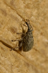 Trichopterapion holosericeum