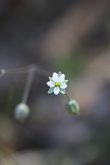 Spergula morisonii