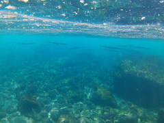 Platybelone argalus