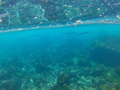Platybelone argalus