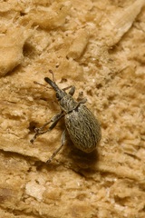Trichopterapion holosericeum