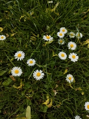 Bellis perennis