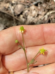 Ranunculus micranthus