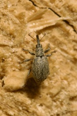 Trichopterapion holosericeum