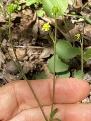 Ranunculus micranthus