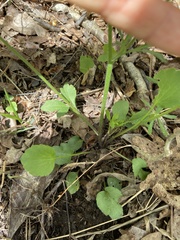 Ranunculus micranthus
