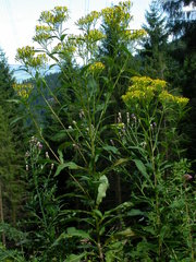 Senecio ovatus alpestris