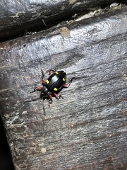 Eumorphus quadriguttatus pulchripes