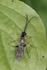 Crypteffigies lanius
