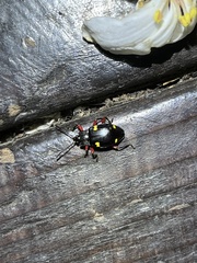 Eumorphus quadriguttatus pulchripes