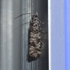 Retinia gemistrigulana