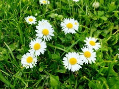 Bellis perennis