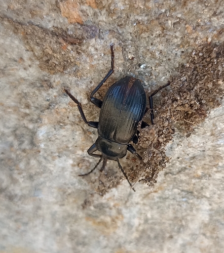 Euboeus ebeninus