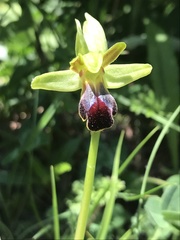 Ophrys fusca funerea