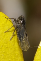 Laodelphax striatella